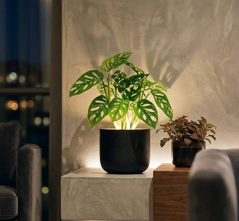 ホテル ライク 観葉 植物