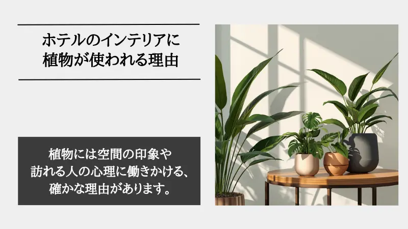 ホテル ライク 観葉 植物