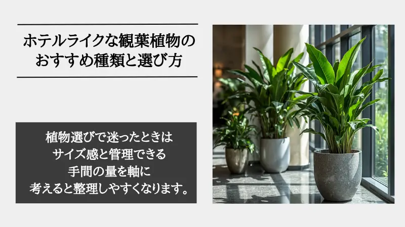 ホテル ライク 観葉 植物