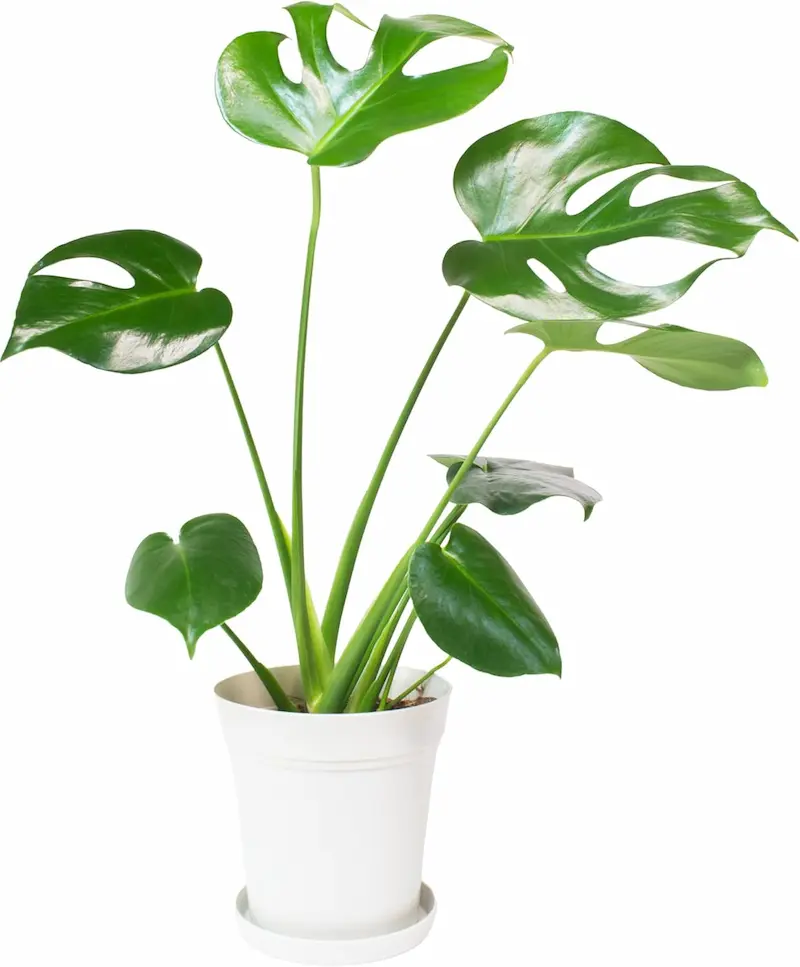 ホテル ライク 観葉 植物