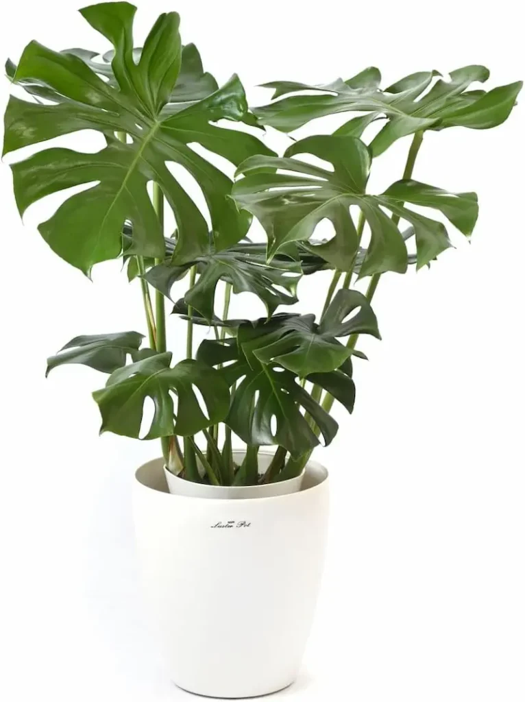 ホテル ライク 観葉 植物