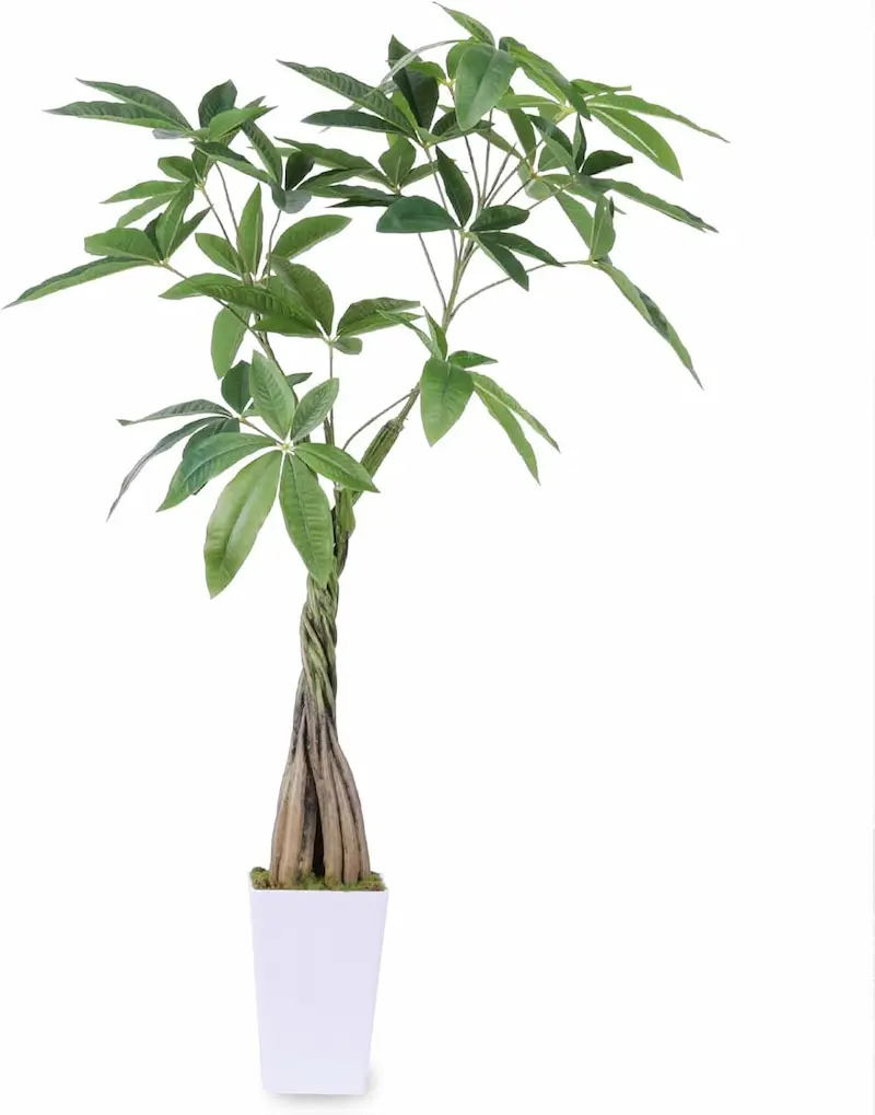 ホテル ライク 観葉 植物