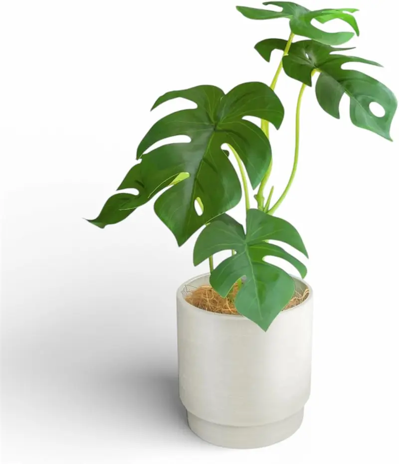 ホテル ライク 観葉 植物