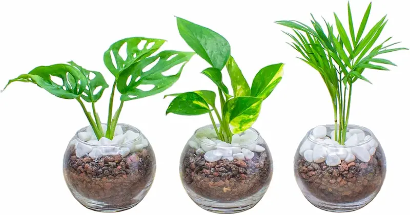 ホテル ライク 観葉 植物