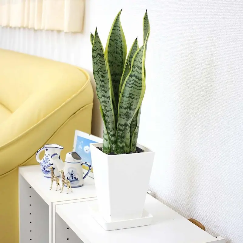 ホテル ライク 観葉 植物