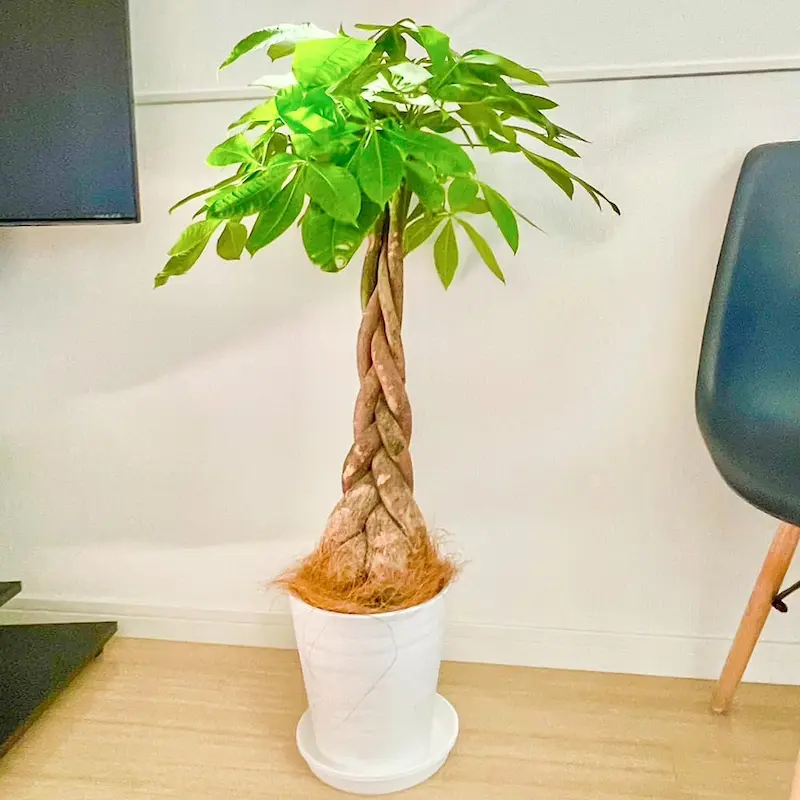 ホテル ライク 観葉 植物