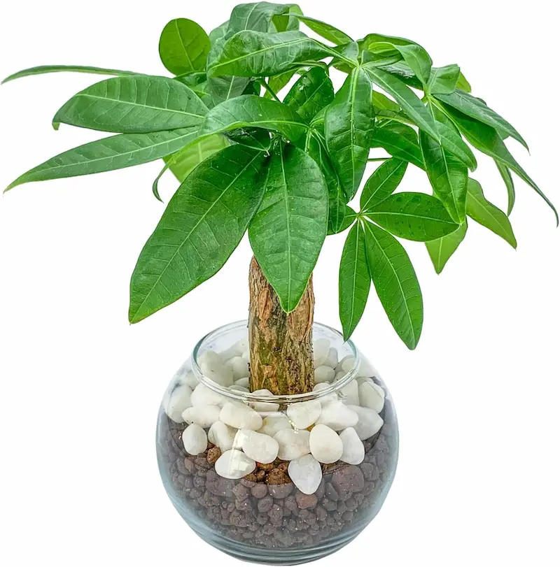 ホテル ライク 観葉 植物