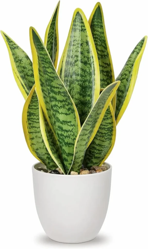 ホテル ライク 観葉 植物