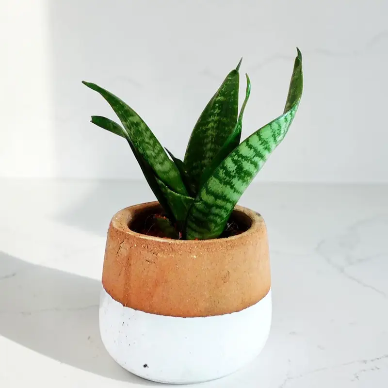 ホテル ライク 観葉 植物